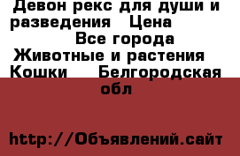 Девон рекс для души и разведения › Цена ­ 20 000 - Все города Животные и растения » Кошки   . Белгородская обл.